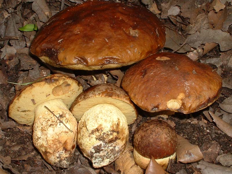 C. ruber, L. lepidum ed H. acetabulum, 02.V.2004